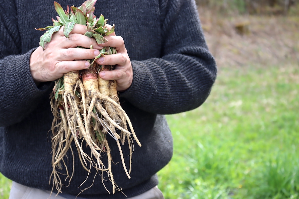 Evening Primrose Roots