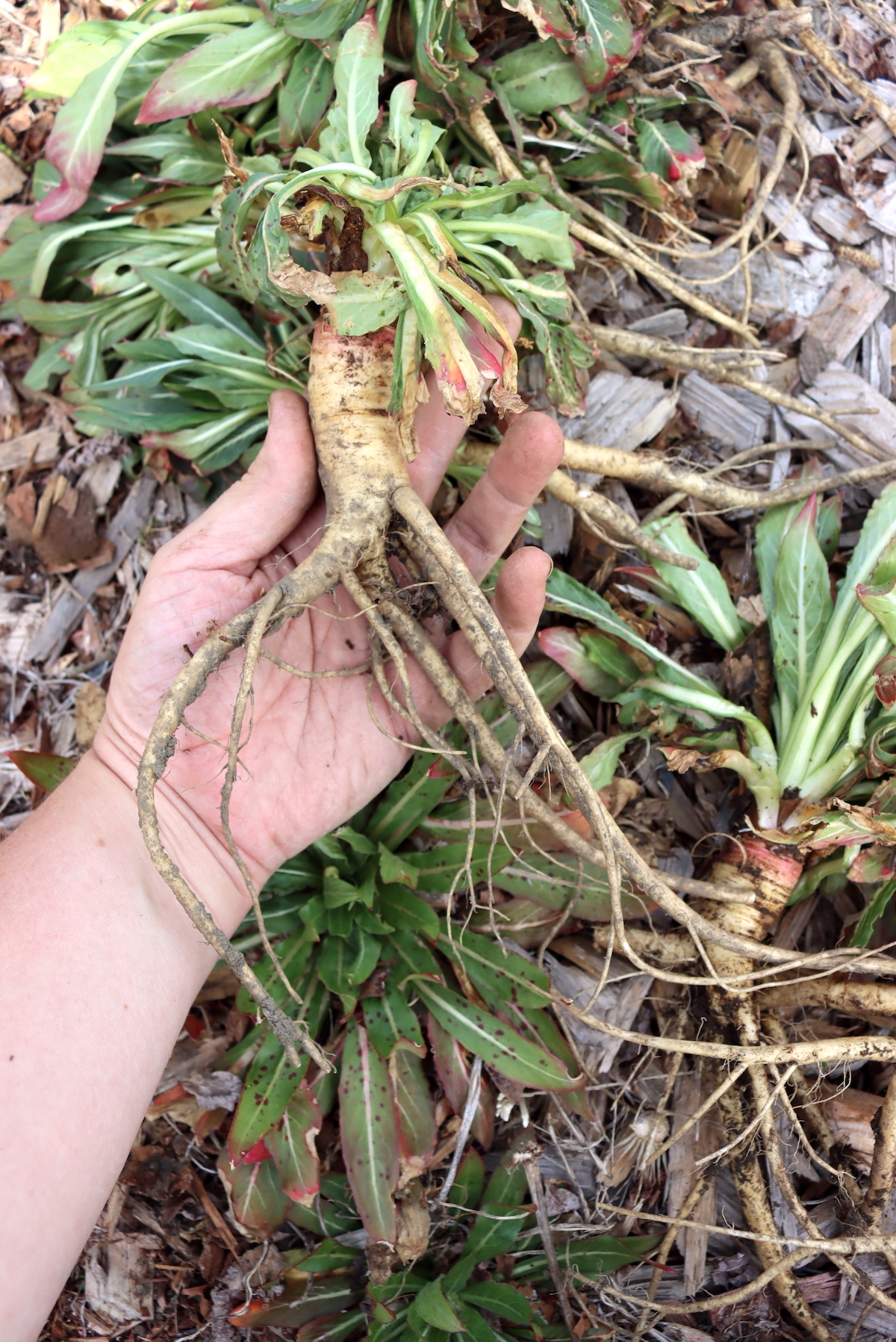 Foraging Evening Primrose