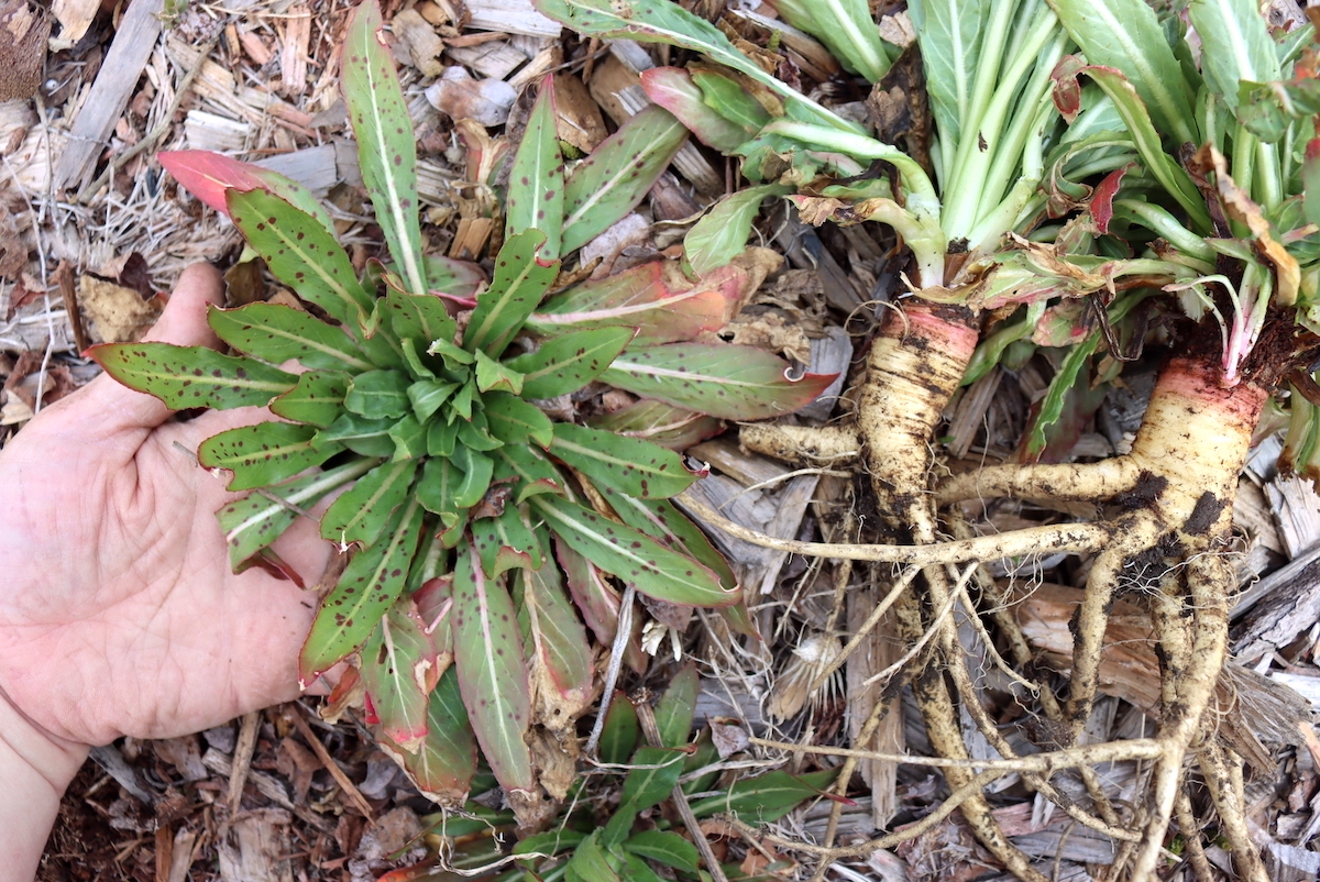 Evening primrose Basal Rosette of Leaves