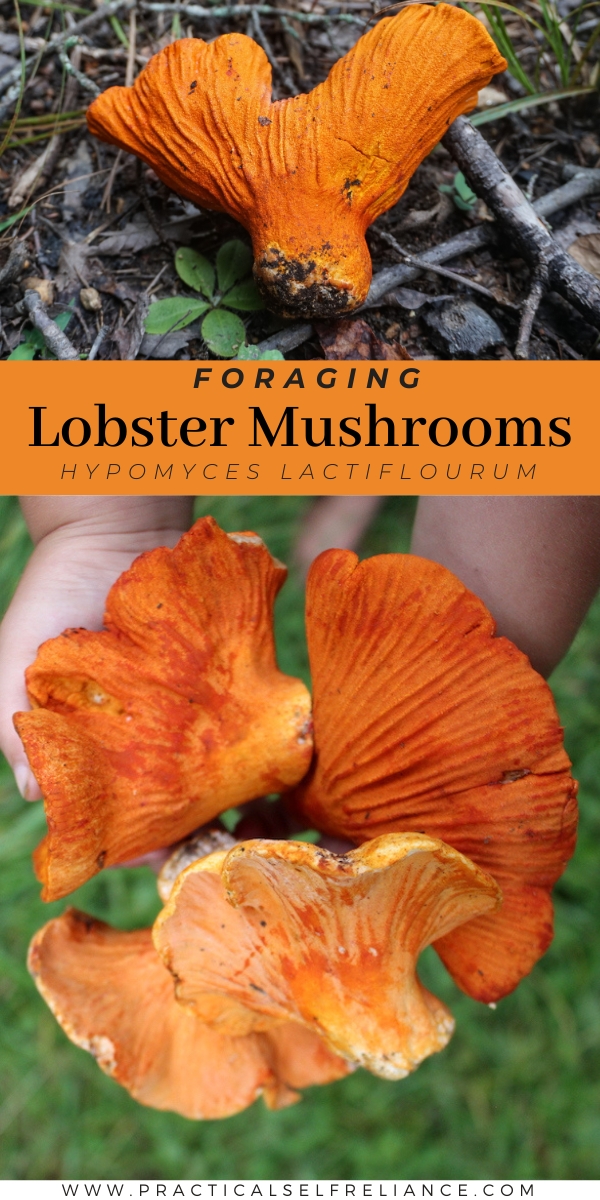 Foraging Lobster Mushrooms