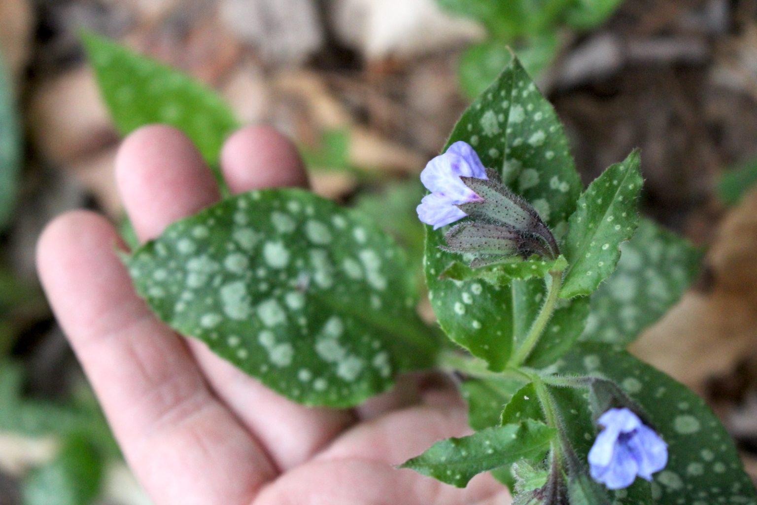 Foraging Lungwort