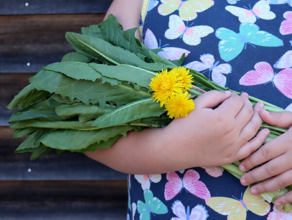 Harvesting Dandelion Greens
