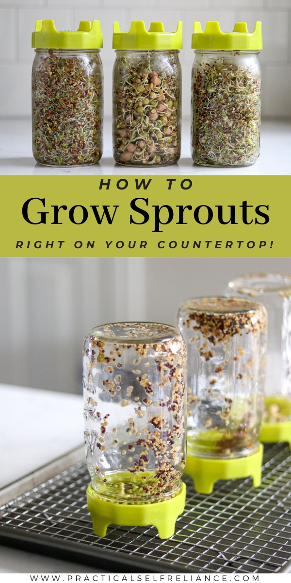 How to Grow Sprouts at Home