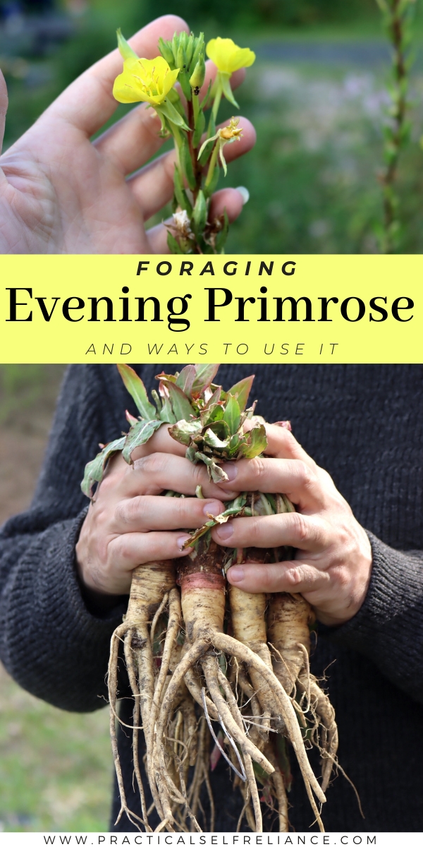 Identifying Evening Primrose