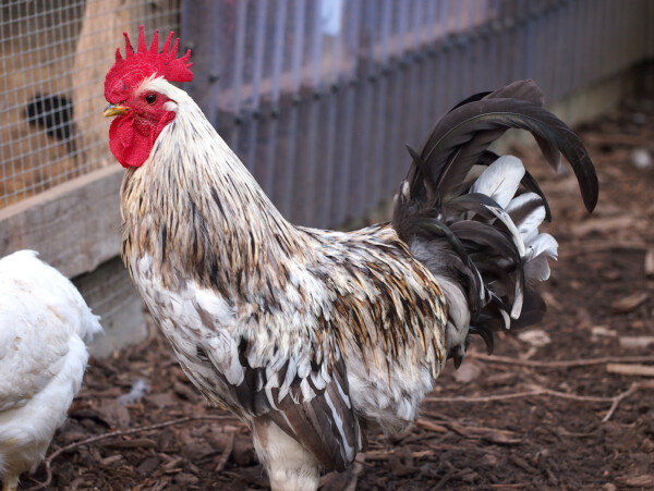 Swedish Isbar Rooster