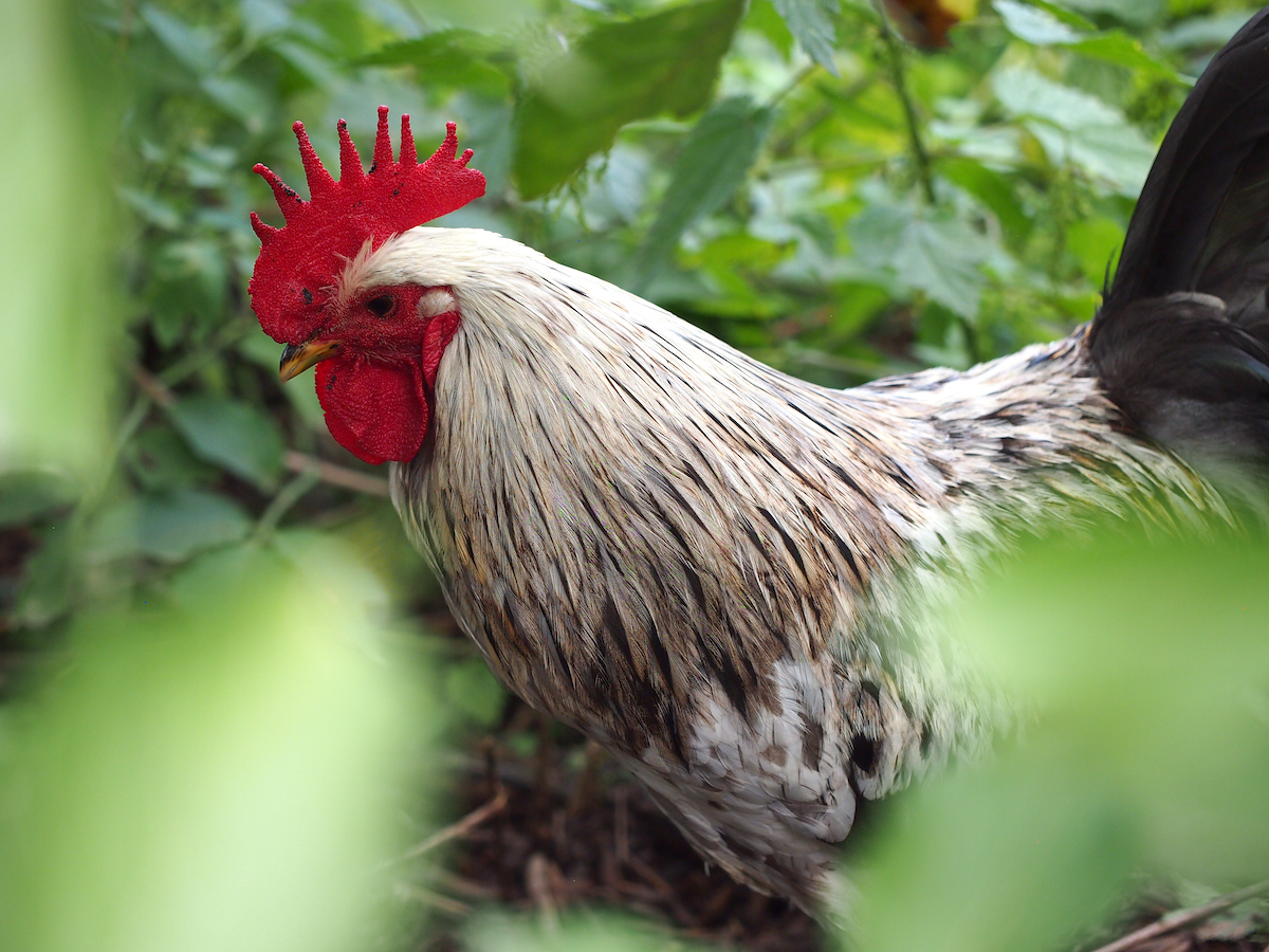 Swedish Isbar Rooster