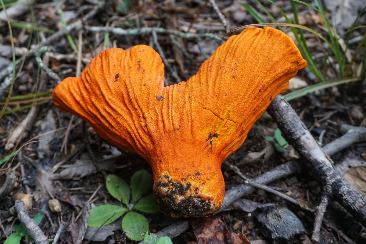 Lobster Mushroom