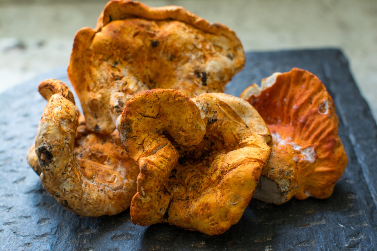 Lobster Mushrooms Before Cleaning
