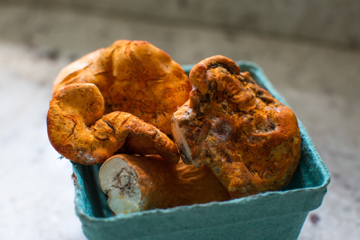 Lobster Mushrooms for Sale