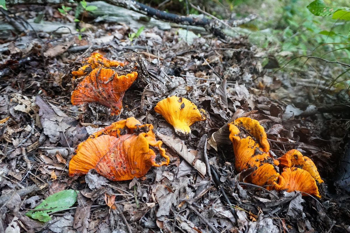 Lobster Mushrooms in the Woods