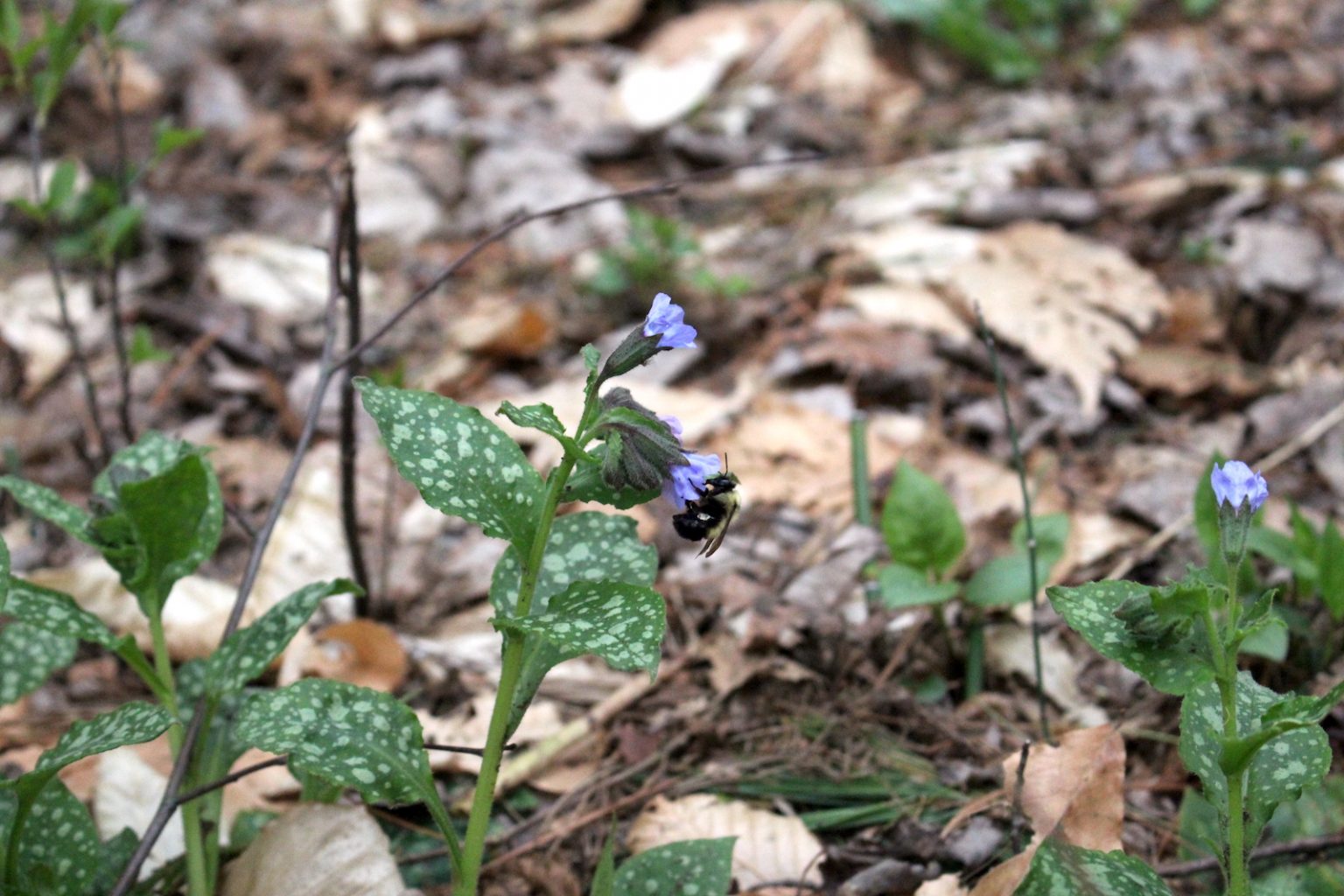 Lungwort Bee