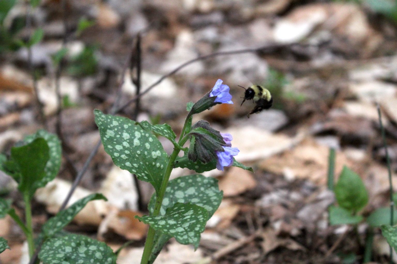 Lungwort Bee