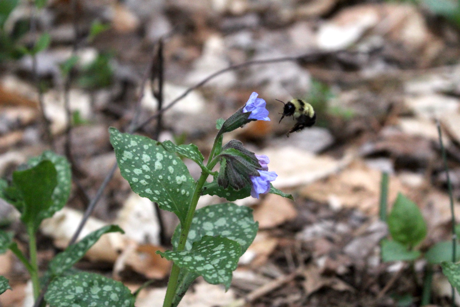 Lungwort Bee