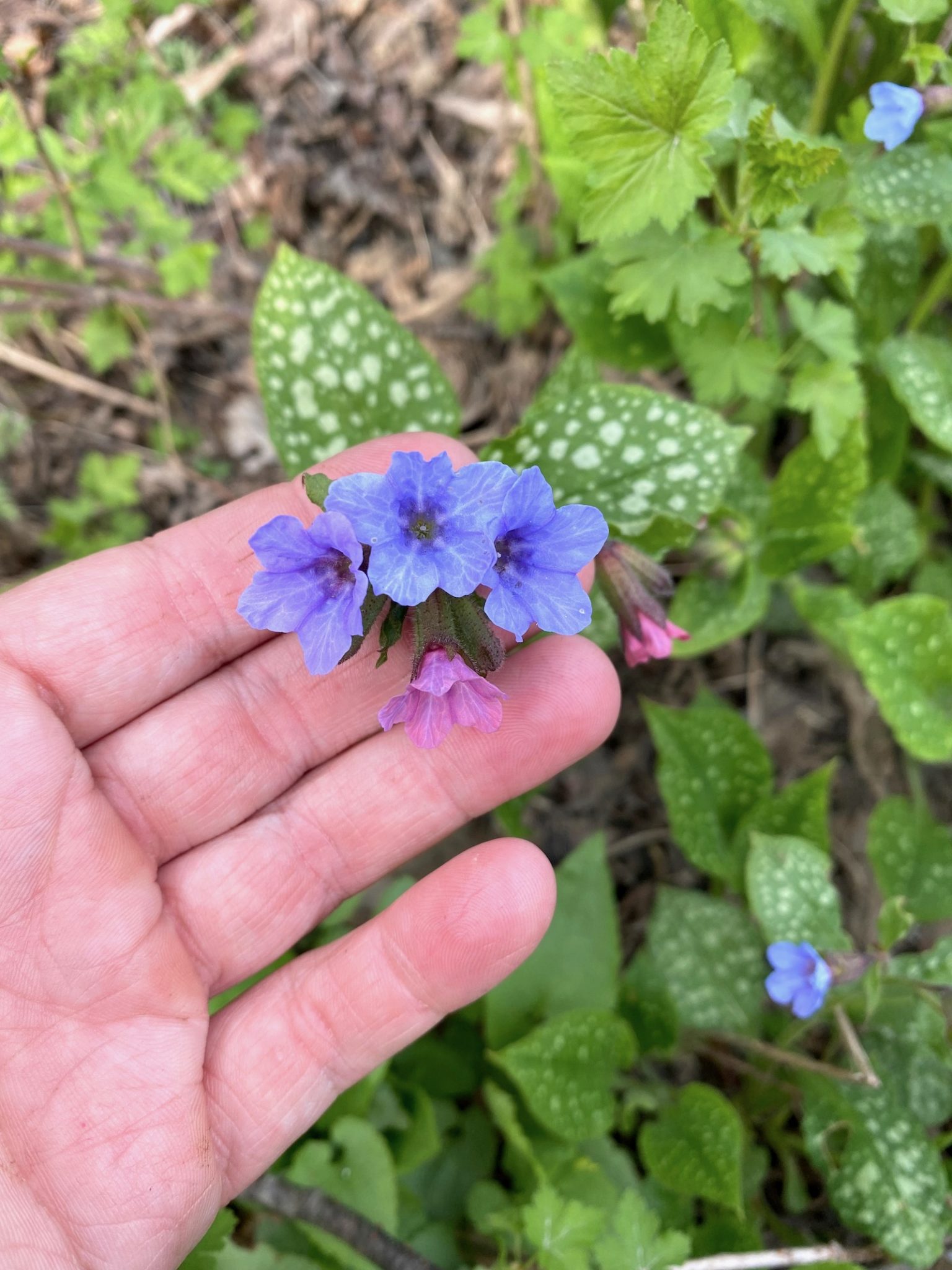 Lungwort Flowers