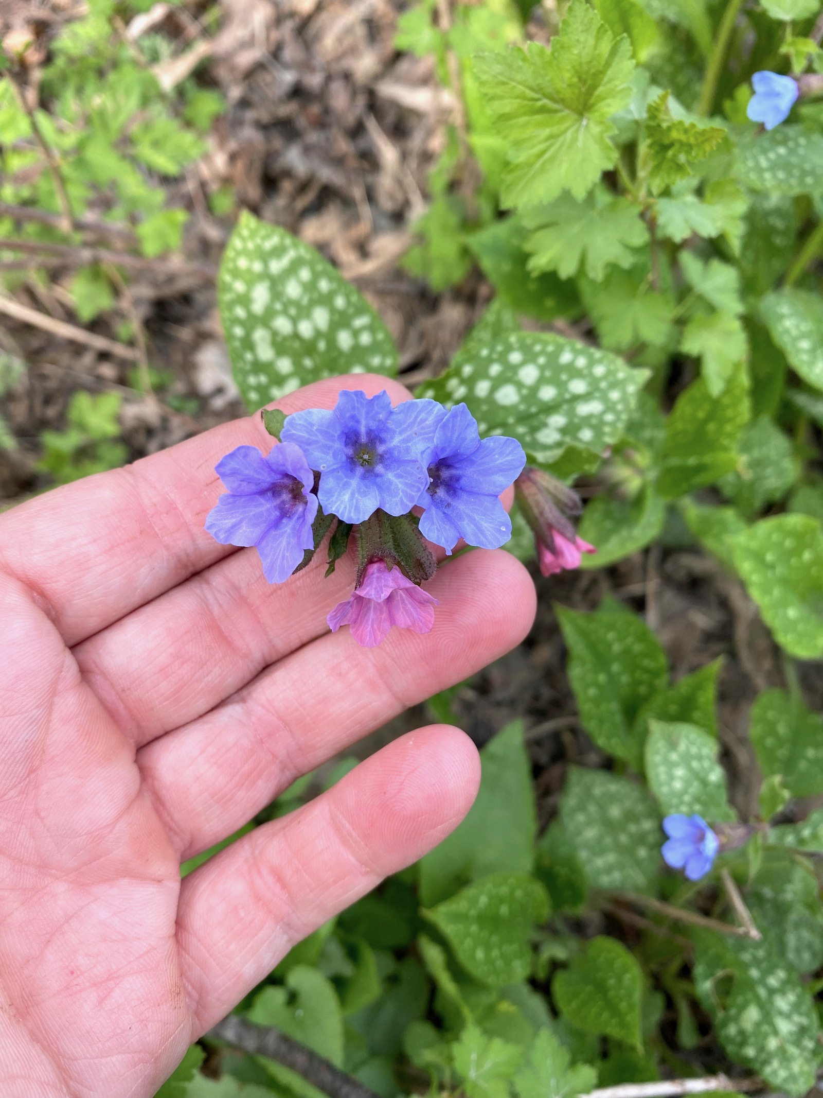 Lungwort Flowers