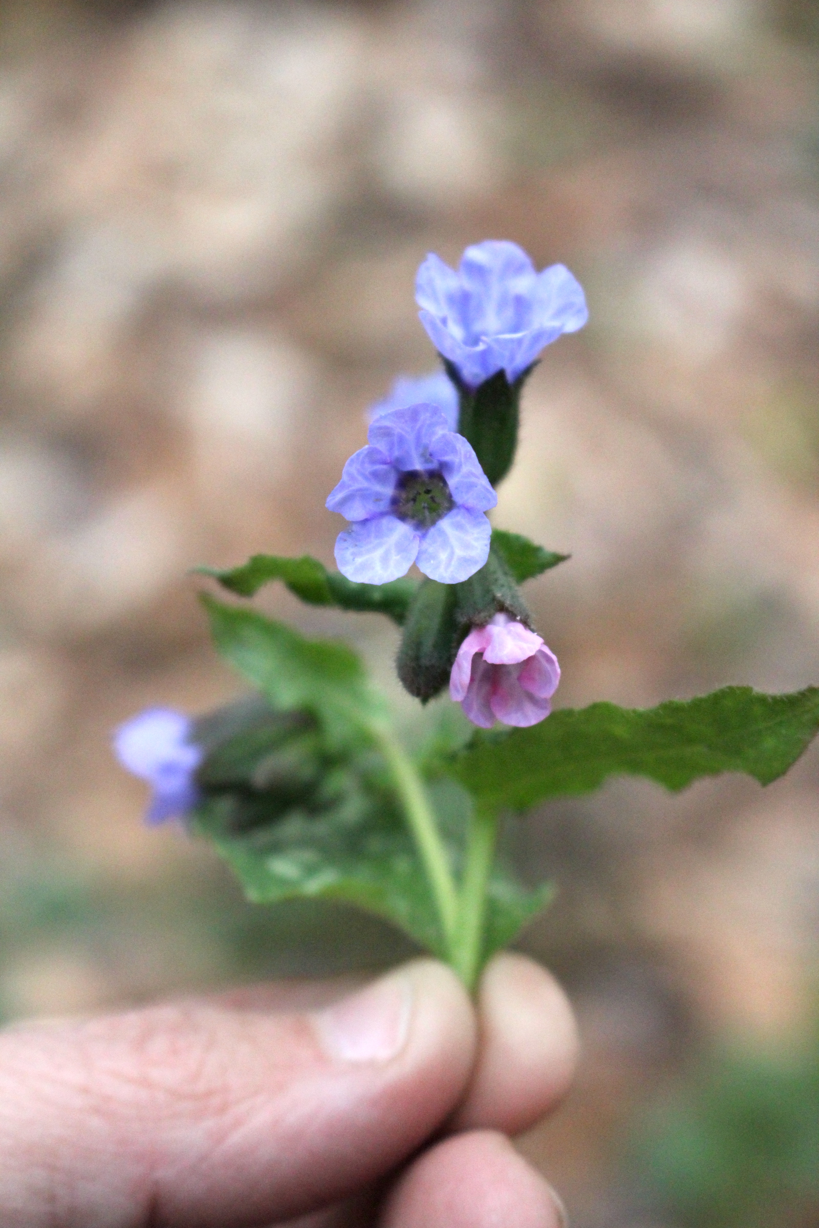 Lungwort Flowers