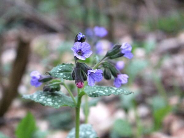 Lungwort Flowers