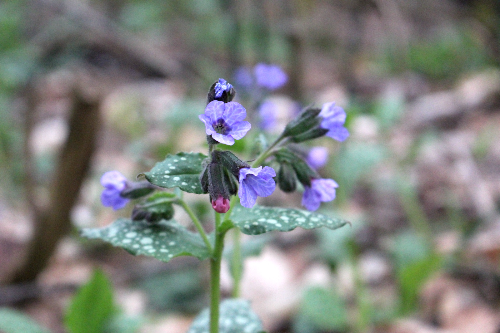 Lungwort Flowers