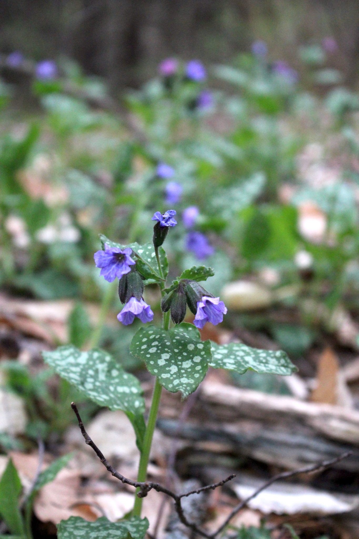 Lungwort Plant