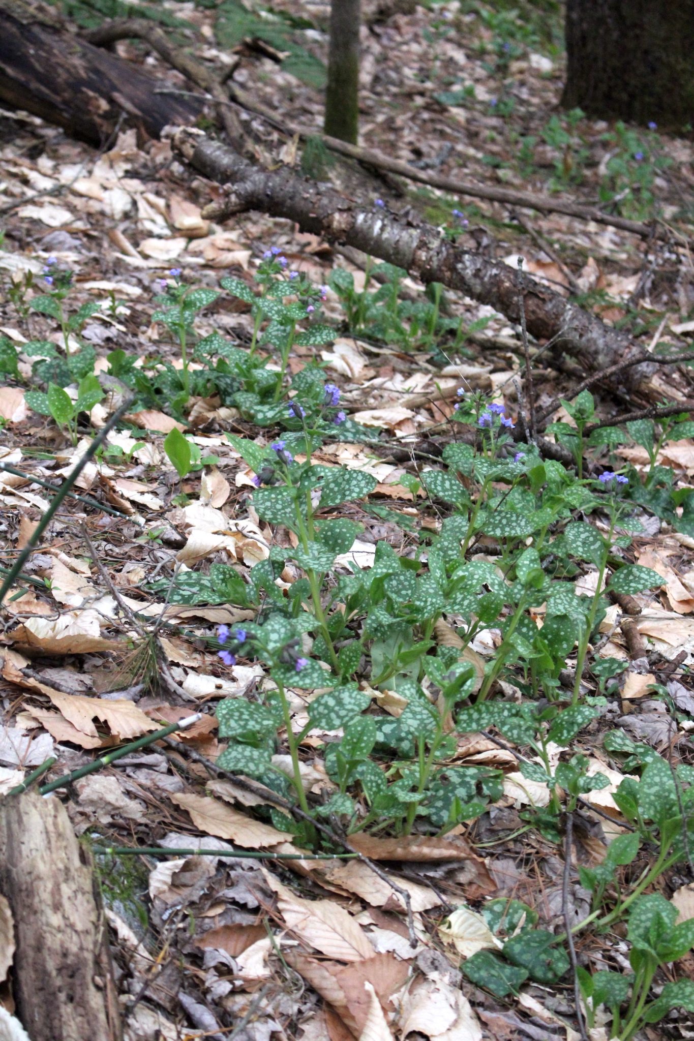 Wild lungwort in the woods