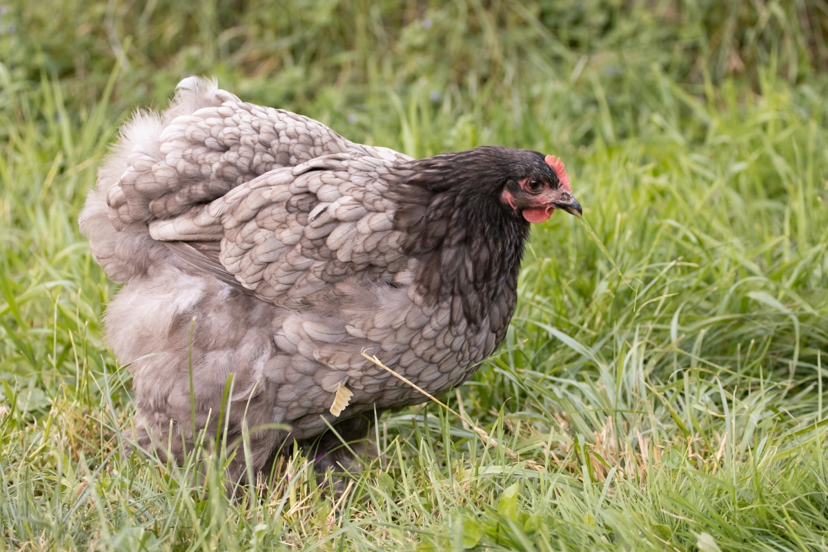 Silver Cochin Hen