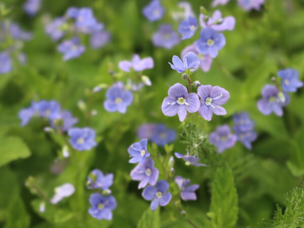 Speedwell