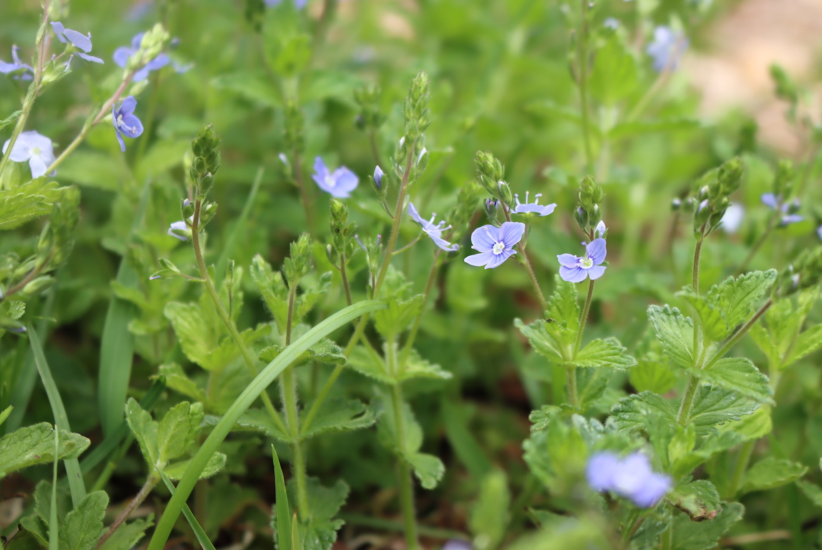 Speedwell