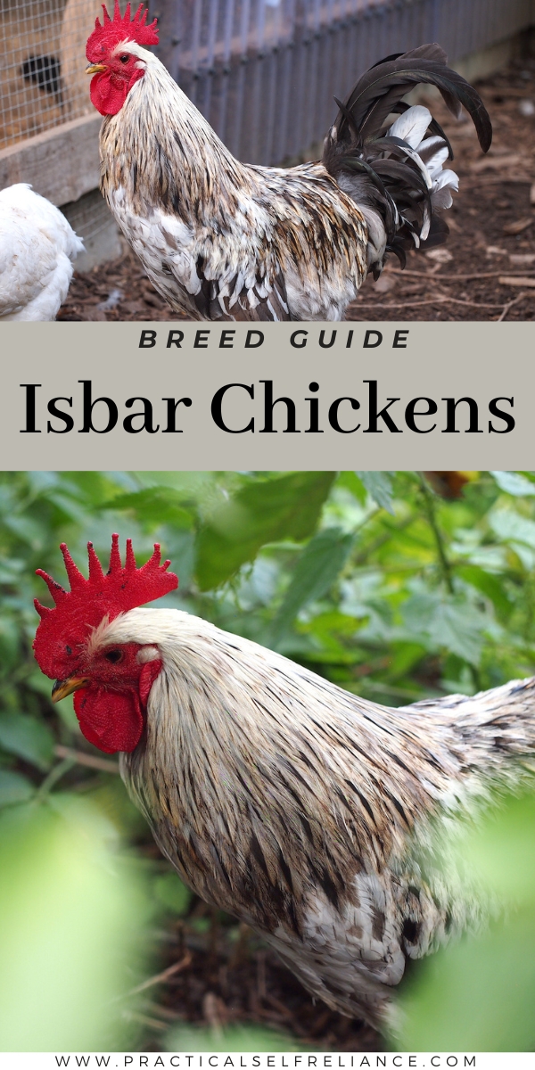Swedish Isbar Chickens