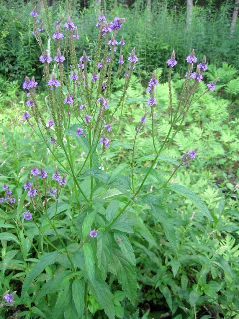 Identifying Blue Vervain (& Ways To Use It) — Practical Self Reliance