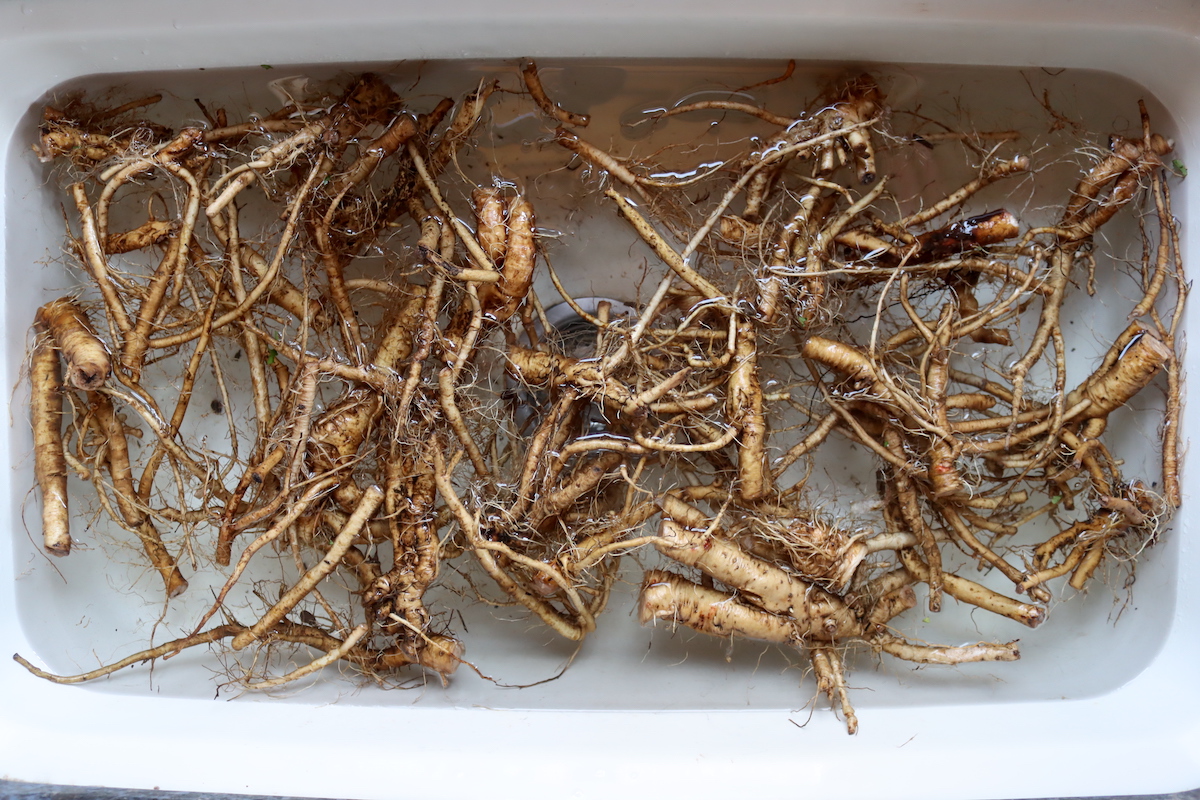 Washing Dandelion Roots