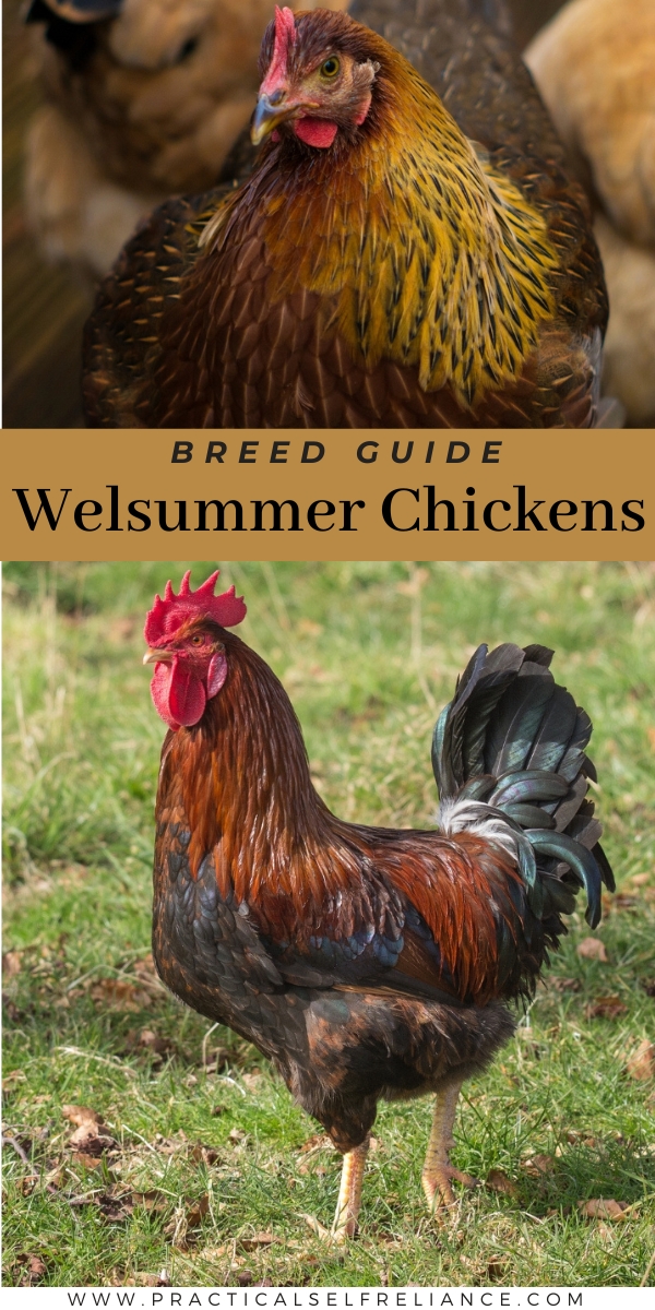 Welsummer chicken Breed guide