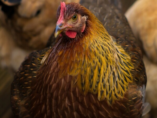 Welsummer chicken breed