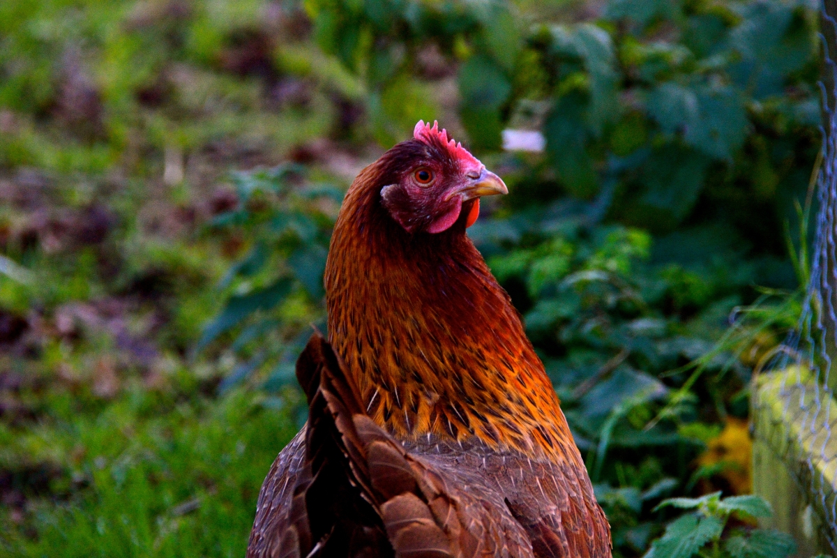 Welsummer chicken hen