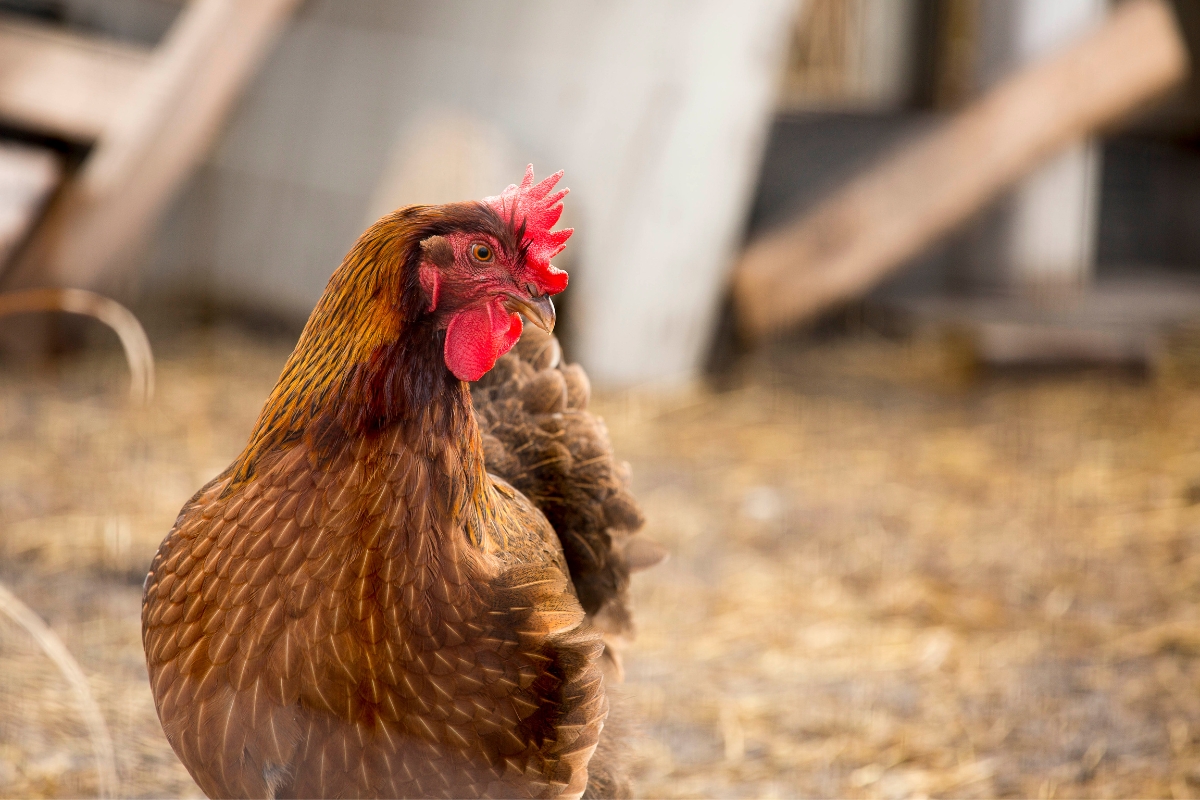 Welsummer hen