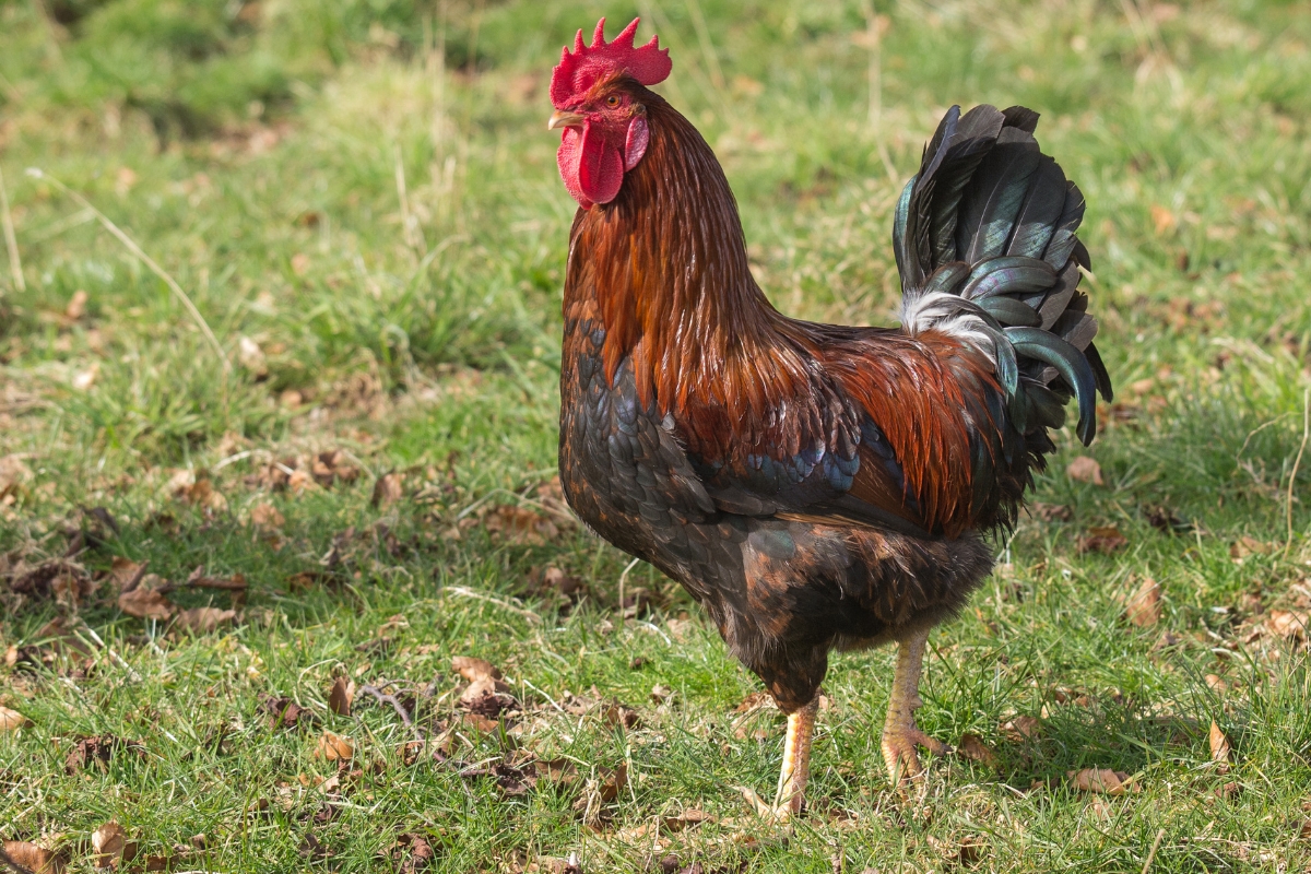 Welsummer rooster
