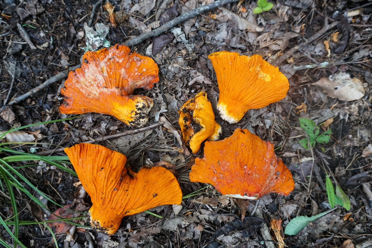 Wild Lobster Mushrooms