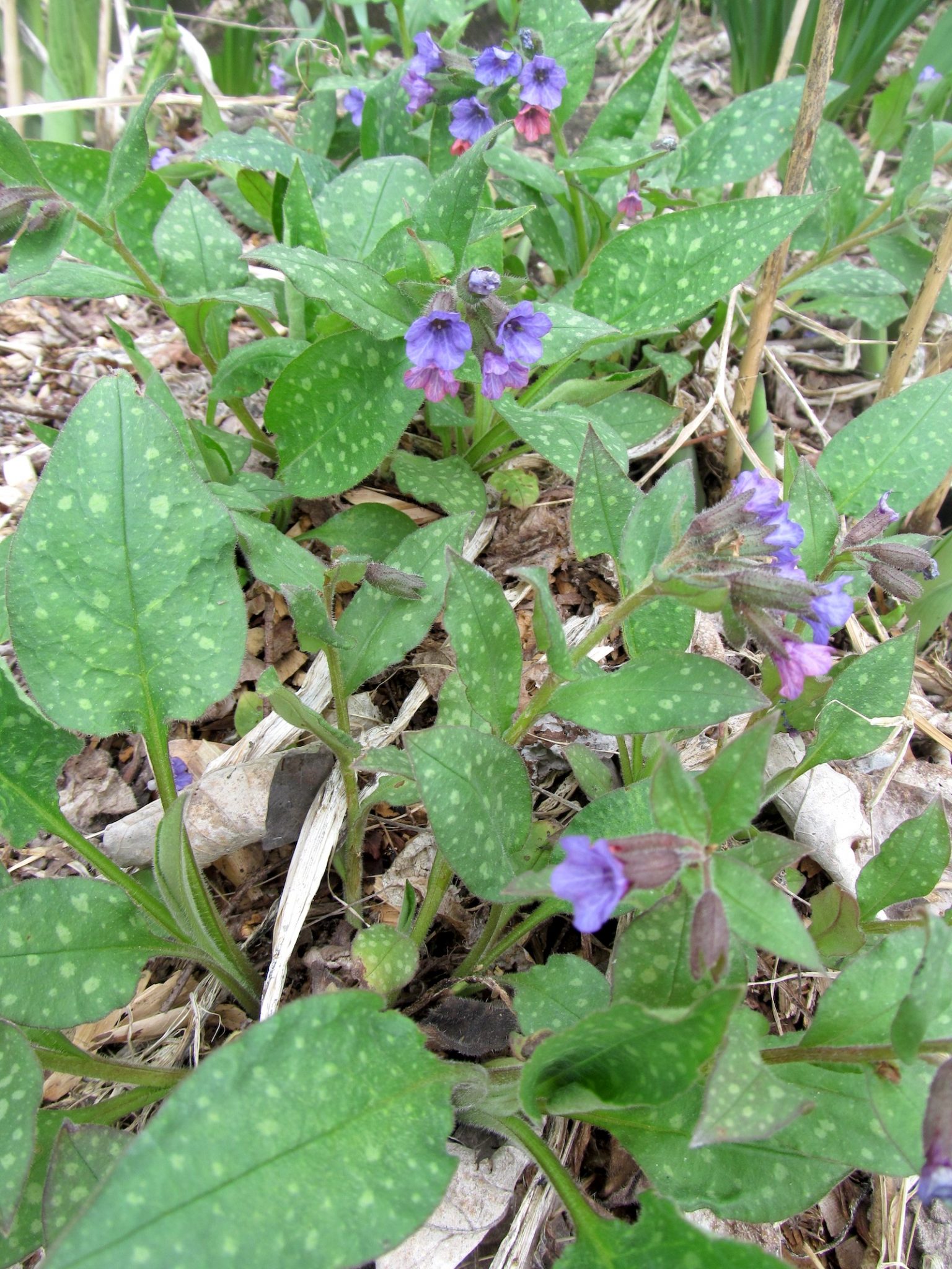 Wild Patch of Lungwort