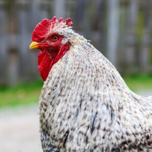 Cochin Chickens