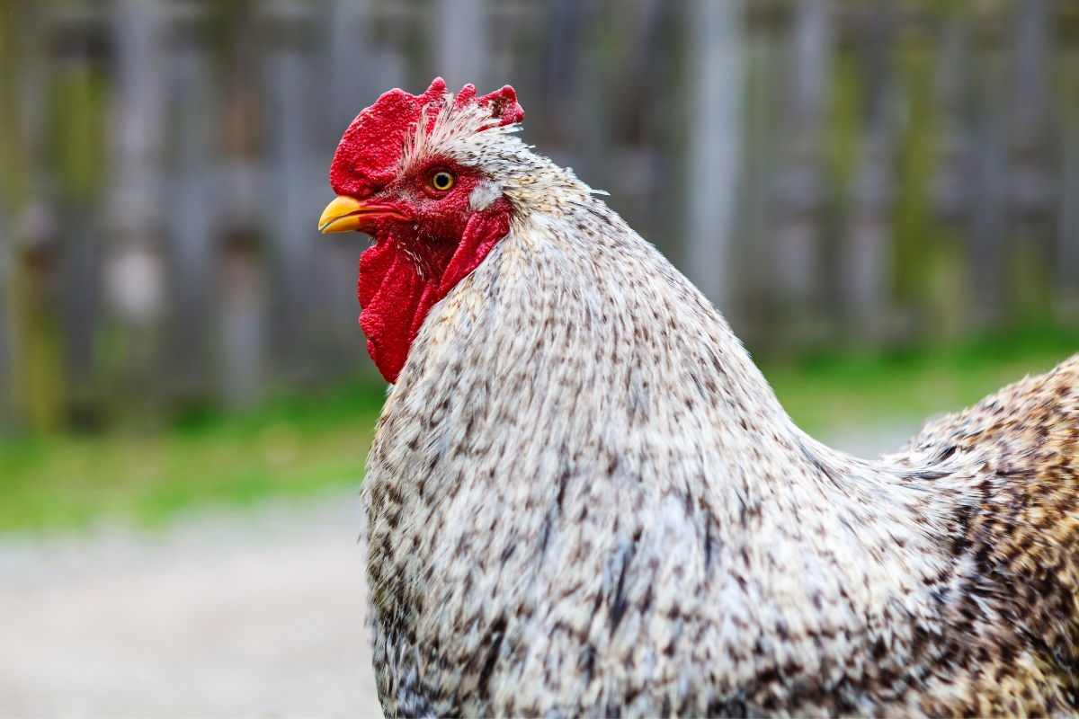 Cochin Chickens