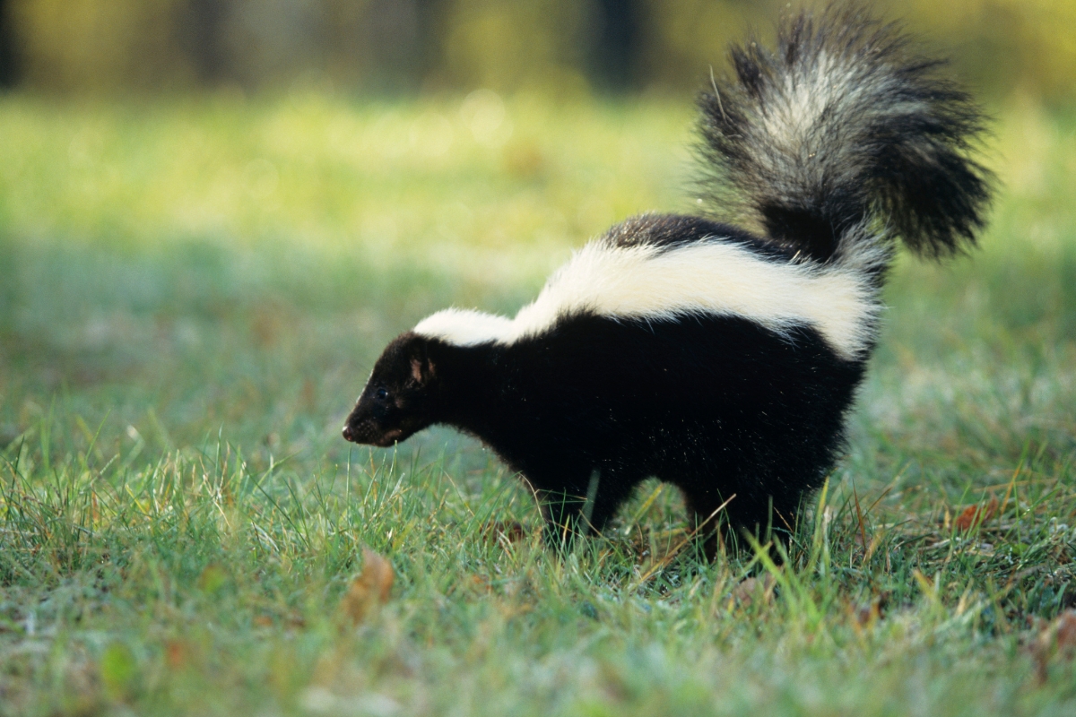 Baking Soda for Removing Skunk Smell