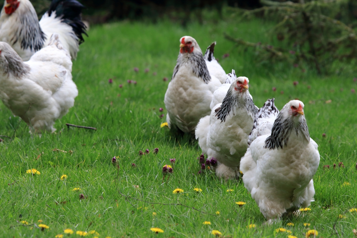 Brahma Chicken Group Hens
