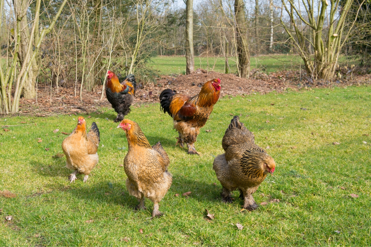Brahma Chicken Flock