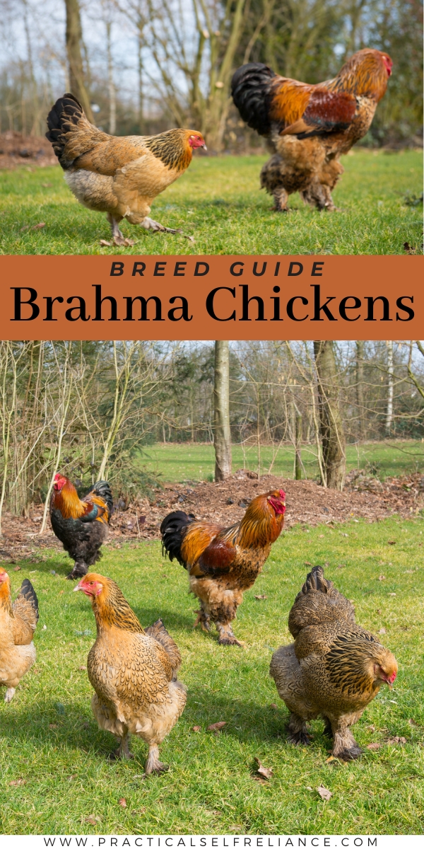 Brahma Chicken Breed Guide — Practical Self Reliance