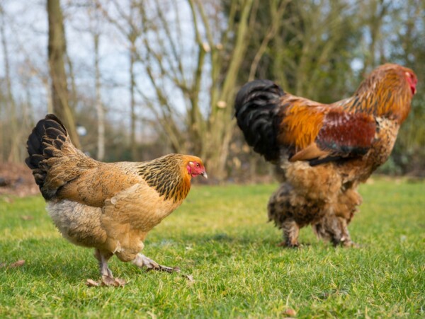 Brahma Hen and Rooster