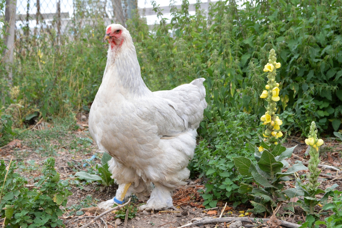 Brahma Hen