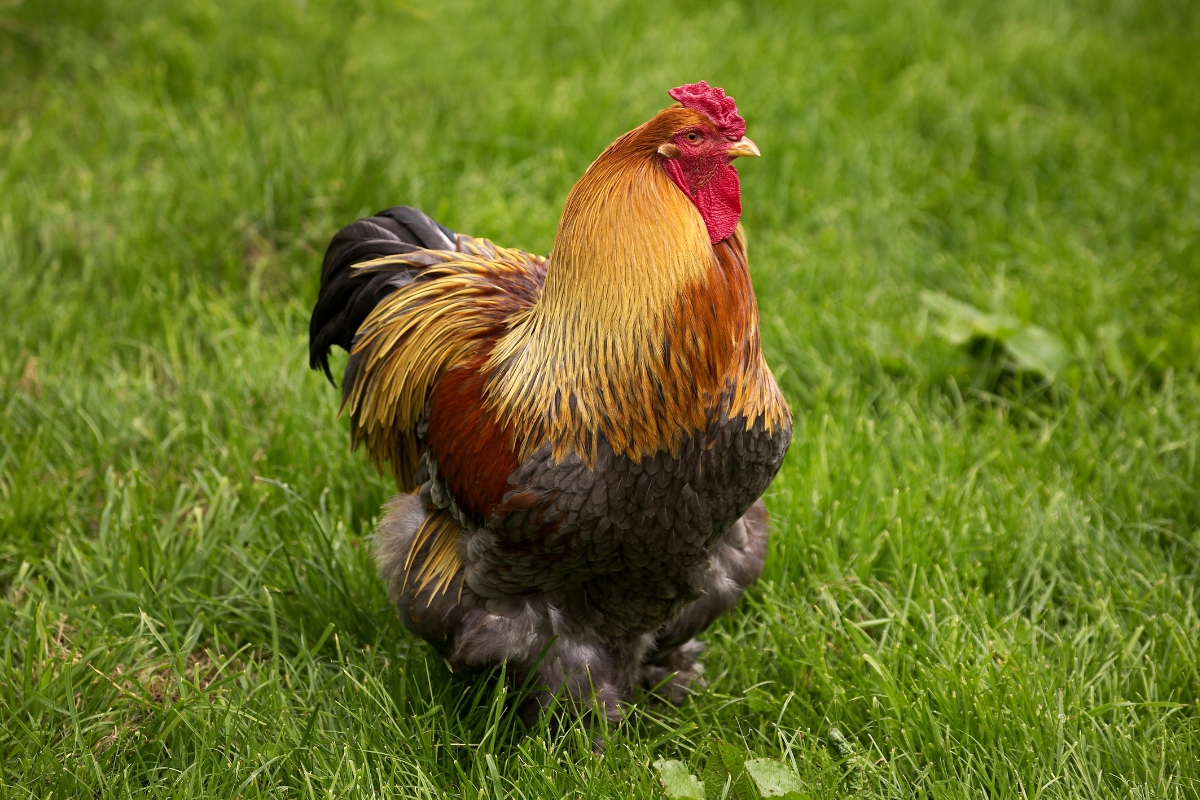 Brahma Rooster