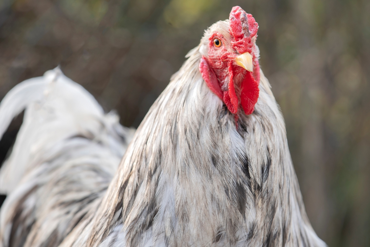 Brahman Rooster