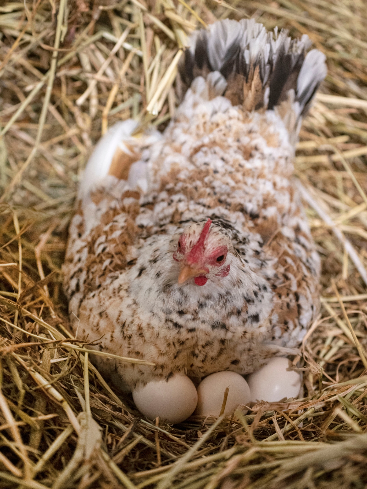 Broody Serama Hen