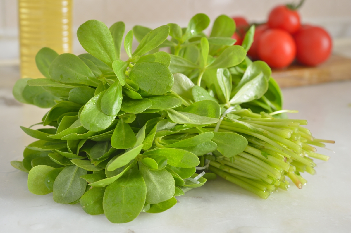 Cultivated Purslane