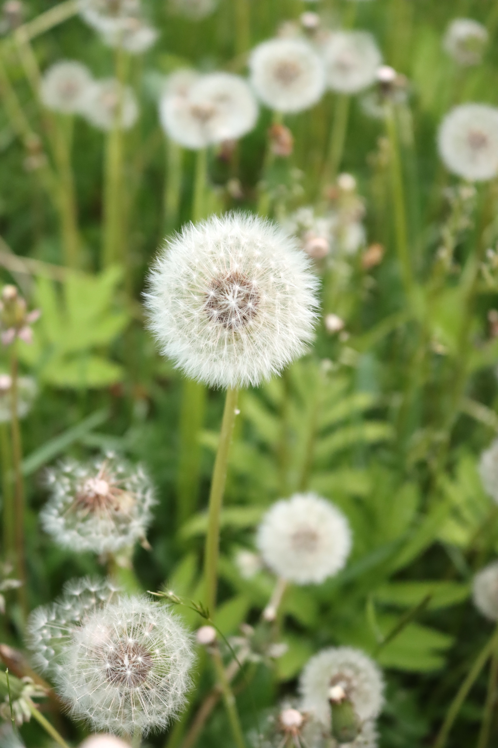 Dandelion Seeds